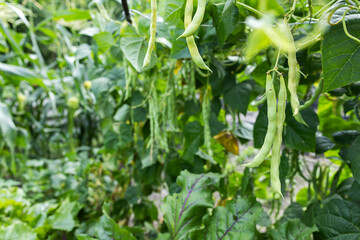 Growing green beans on a bush in the middle of a beautiful garden during the sunny summer