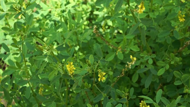 Close-up of yellow sweet clover (Melilotus officinalis) with delicate yellow blooms, where a sand tailed digger wasp rests among the foliage in a lush green summer meadow.