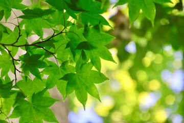 オオモミジの葉・大沼国定公園（北海道・七飯町）