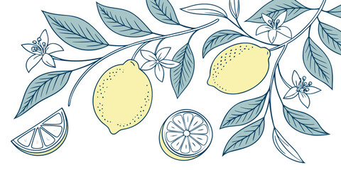 Illustration of lemons with leaves and flowers isolated on white background in vector format