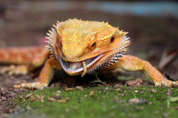 Bearded dragon lizard on Natural Habitat ,(Pogona vitticeps), Australian Bearded Dragon,Close up photo of bearded dragon eating vegetables and worm
