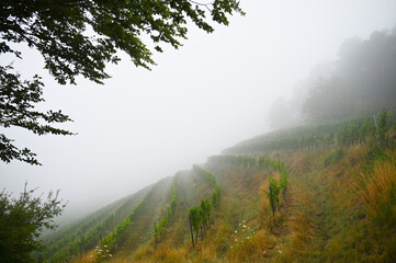 Weinbau Hohentwiel,  Elisabethenberg