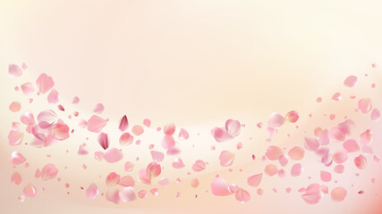 Delicate light pink sakura flowers flow. Wind swirls