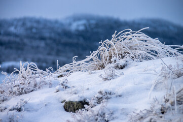 frost grass
