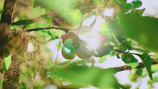 Close-up ripe yellow pulms hanging on branch of green leaves trees fruit garden sun light flare natural sunny day sky, Fresh organic fruit pulm growing harvest, water drops falling from sky, rain 4k