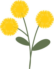 Three Bright Yellow Dandelion Flowers on Green Stems with Leaves