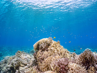 素晴らしいサンゴ礁の美しいデバスズメダイ、ミスジリュウキュウスズメダイ（スズメダイ科）他の群れ。
英名学名：Blue green damselfish, Blue green chromis (Chromis viridis), Whitetail dascyllus, Dascyllus aruanus
巨大なサンゴ礁と熱帯魚の群れ。
沖縄県島尻郡慶良間諸島座間味島嘉比島-2025/6/27
