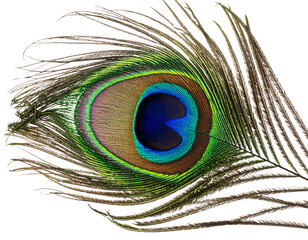 Close-up macro of a beautiful peacock with colorful feathers, its eye and the natural texture of its bright green and blue plumage a stunning pattern