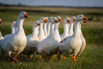 	
A flock of Domestic geese walks on the green grass toward the camera lens on a sunny summer evening.	
