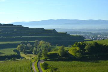 Obraz premium Weinbau, Kaiserstuhl
