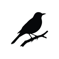 Silhouette of a Bird Perched on a Branch