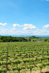 Weinbau, Kaiserstuhl