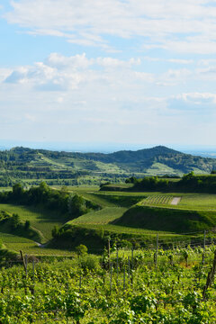 Weinbau, Kaiserstuhl, Blick von Auf dem Eck, Terassenplatz in eine  Weinbaulandschaft am Nachmittag