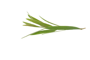 Fototapeta premium leaf branch, bottle brush branch, olive leaf branch