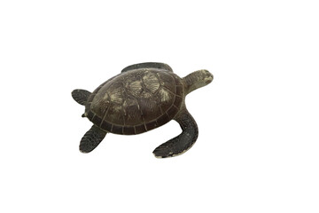 turtle on a white background