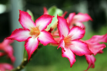 Beautiful Pink Desert Rose (Adenium obesum) Close-Up Bloom with Green Natural Background