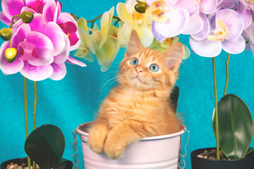 Fototapety na wymiar - Fototapeta24.pl