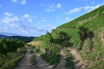 Fototapeta premium Weinbau Hohentwiel, Olgaberg