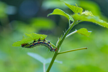 Tiny Eater, Big Dreams!
This vibrant little caterpillar is busy munching away, on its journey towards an amazing transformation. Nature's quiet miracles in action! 