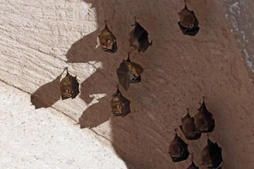 des pipistrelles cachées à l ombre
