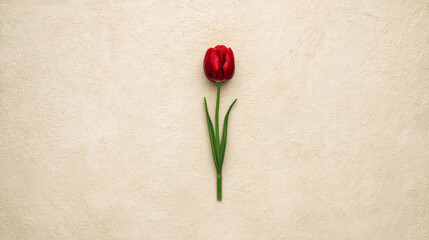 A single red tulip stands out against a textured beige background, creating a simple yet striking composition.