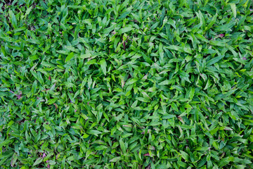 close-up top view of lush green grass field, showing fresh natural texture and vibrant foliage. Perfect for use as background, wallpaper, eco concept, or environmental design elements.