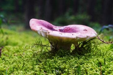 Russula rosea grows in thick moss