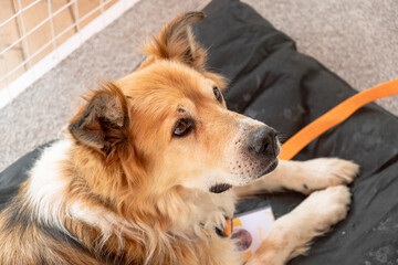 A medium-sized, mixed-breed dog with a golden-brown coat and white markings rests on a black mat. The dog has a calm expression and is wearing an orange leash.