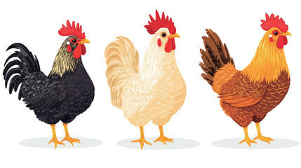 Fototapeta premium Chicken Rooster Vector Graphic Design – Farm Animal Illustration