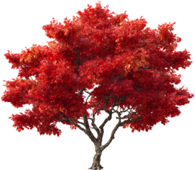 red maple tree
