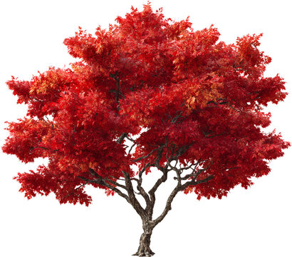 red maple tree