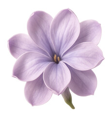 Fototapeta na wymiar Soft lavender lilac flower.
