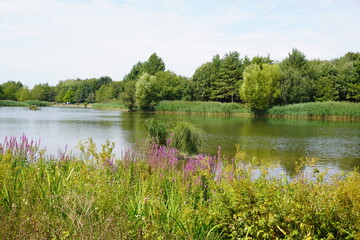 Rushcliffe Country Park, Nottinghamshire, England – August 13 2025: Stunning wildflowers blooming at the lakeside meadow in summer.