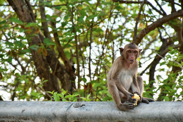 Monkey in Khao Sam Mook Tourist area in Chonburi, Thailand This is a sea view point with many natural monkeys.