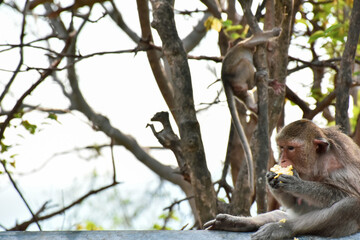 Monkey in Khao Sam Mook Tourist area in Chonburi, Thailand This is a sea view point with many natural monkeys.