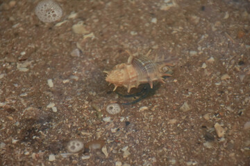 crab on the sand