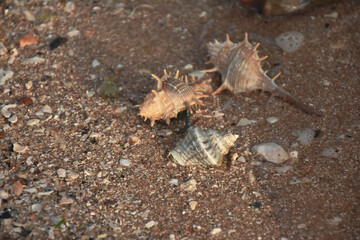 crab on the sand