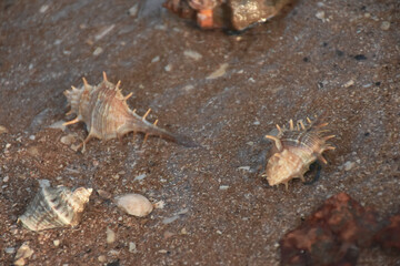 shells on the beach