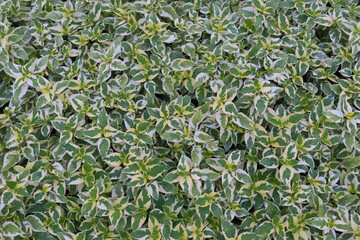 green leaf background