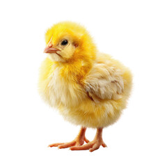 Obraz premium Fluffy yellow chick, isolated on black. Tiny bird stands upright