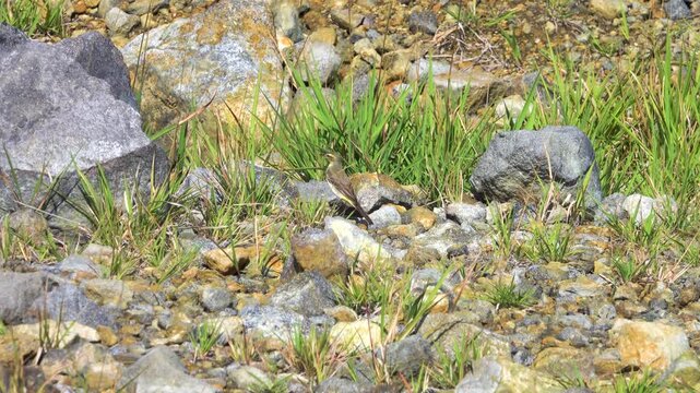 Probably wintering yellow wagtail Motacilla flava in volcanic mountains. Sulawesi. Indonesia