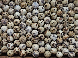 full frame background texture of colorful quail eggs lying close to each other in a checkerboard pattern, flat lay, domestic quail hatching eggs stacked in an incubator tray, top view