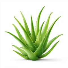 Fototapeta premium Vibrant Aloe Vera Plant Close Up , PNG isolated cut out image