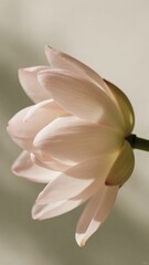 Fototapeta premium Minimalist Floral Aesthetic with Elegant Botanical Elements