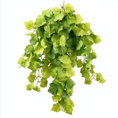 Fototapeta premium Stunning Hanging Ivy Plant Decor , PNG isolated cut out image