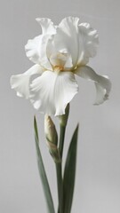 Obraz premium Minimalist Floral Aesthetic with Elegant Botanical Elements