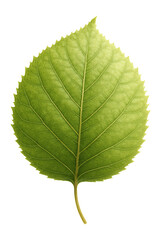 Obraz premium Oval birch leaf with toothed edge, visible veins, and thin papery texture.