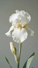 Obraz premium Minimalist Floral Aesthetic with Elegant Botanical Elements