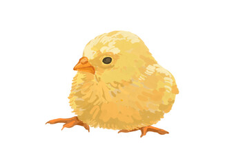 Hand drawn little chick