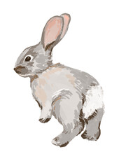 Hand drawn bunny
